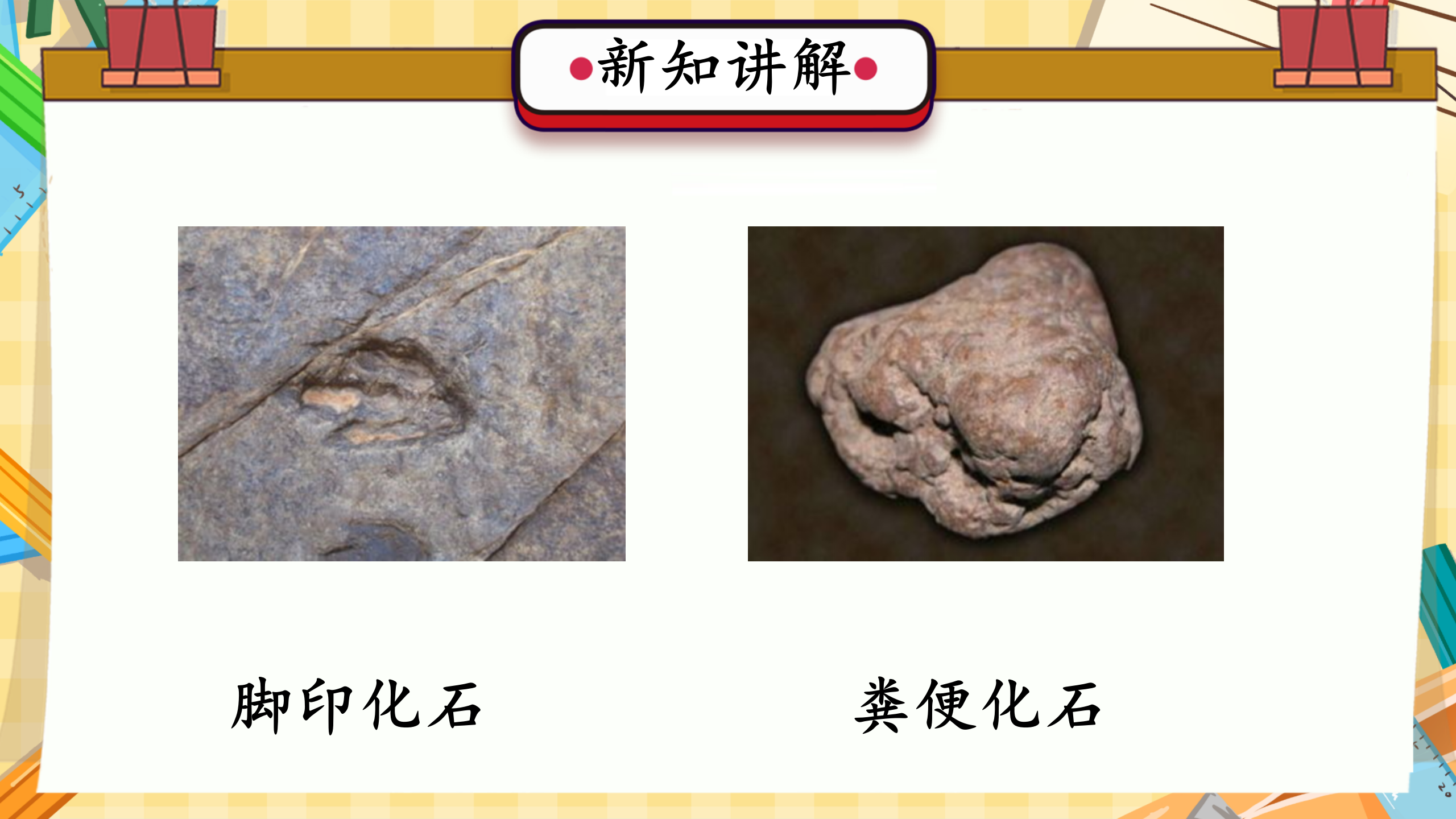 第3课 化石里的古生物（教学课件）六年级科学上册同步高效课堂系列（冀人版）_13.png