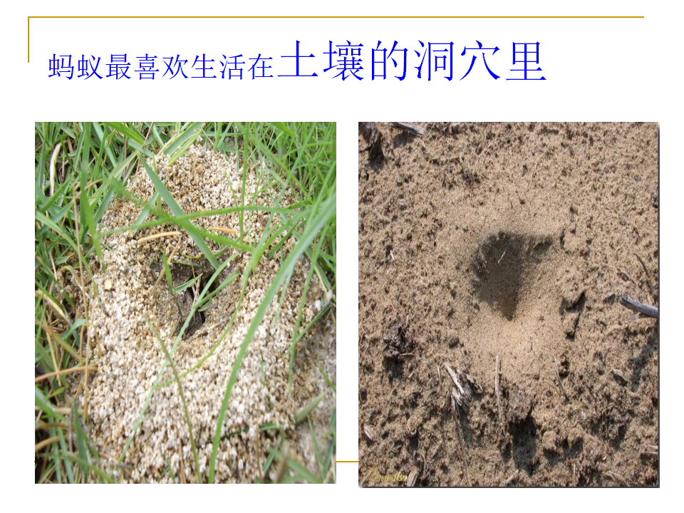 2.3 蚂蚁  课件一年级上册科学  大象版_18.png