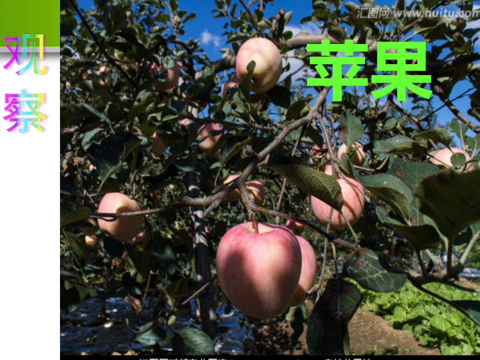 2 观察水果_05.png