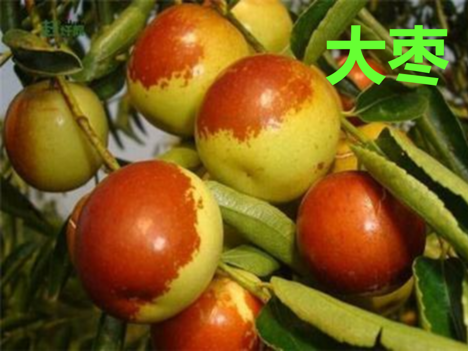 2 观察水果_07.png