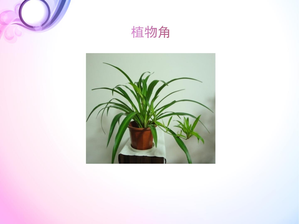 2.2缺水的吊兰｜大象版 共17张PPT_05.png