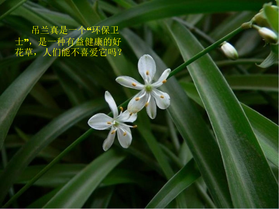 2.2缺水的吊兰｜大象版 共17张PPT_15.png