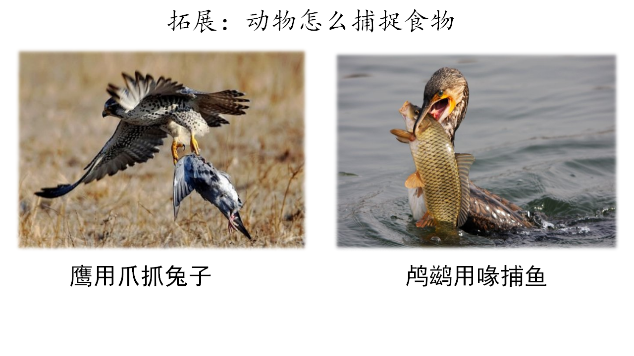 4.2 动物觅食（课件）-2022-2023学年大象版2017二年级科学上册_15.png