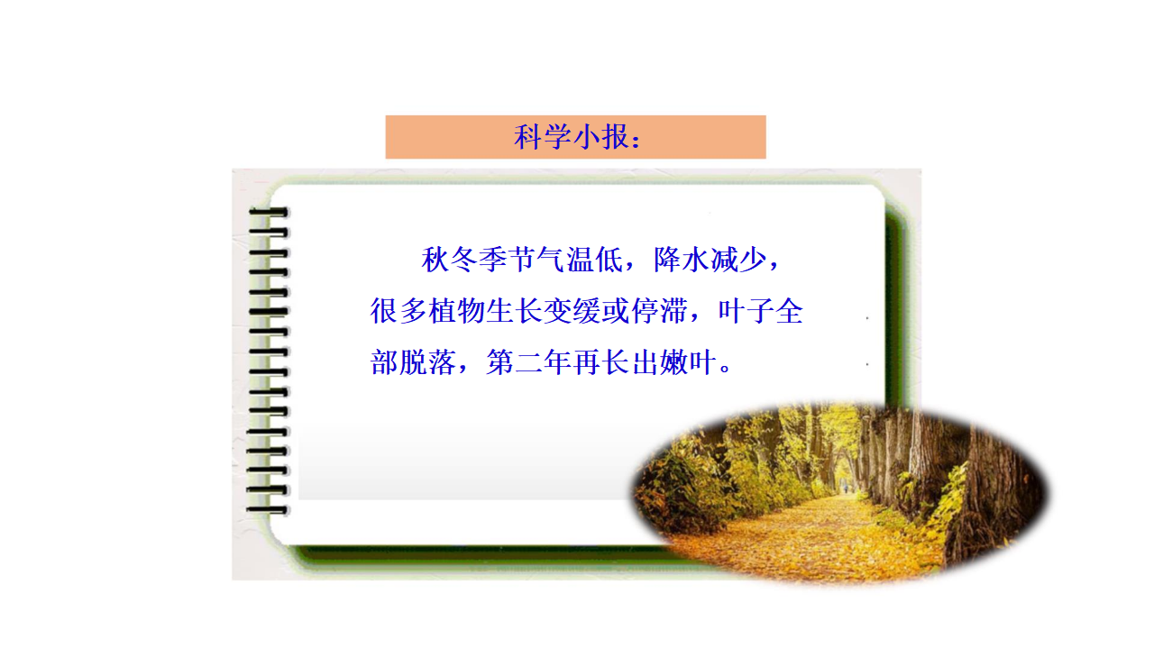 3.3 四季与植物 大象版_16.png