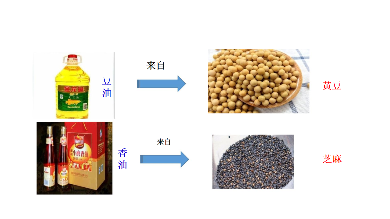 1.1 荒岛生存 大象版_12.png