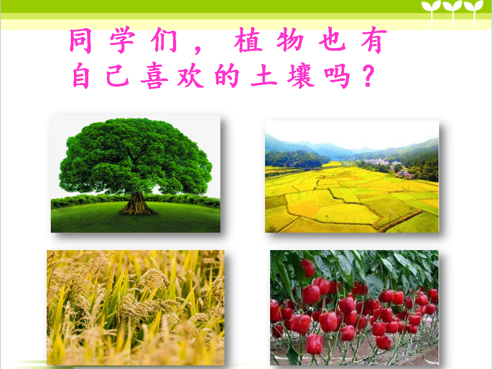 新大象版科学三年级下册4.4土壤与植物_03.png