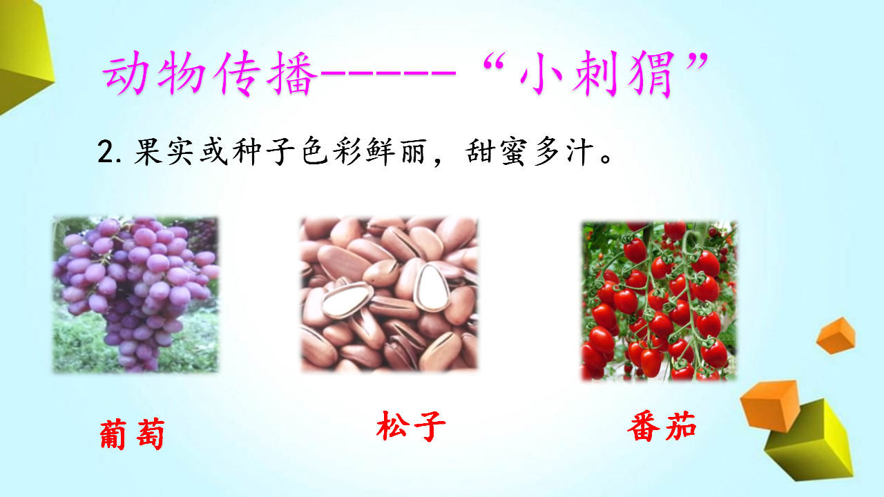 新大象版科学三年级下册3.5硕果累累_13.png