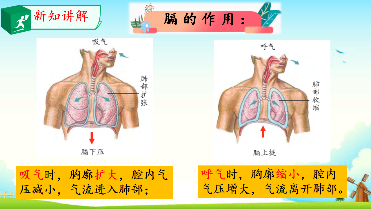 4.3肺是怎样呼吸的_07.png