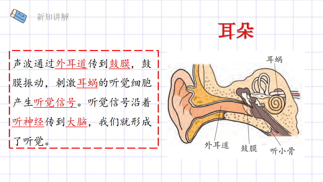 第2.1课 感官、大脑与认知（教学课件）五年级科学上册同步高效课堂系列（大象版）_18.png