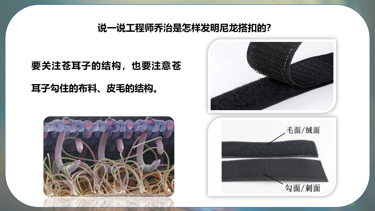 大象版科学（2017）五年级下册5.1《苍耳的启示》精品课件_09.png