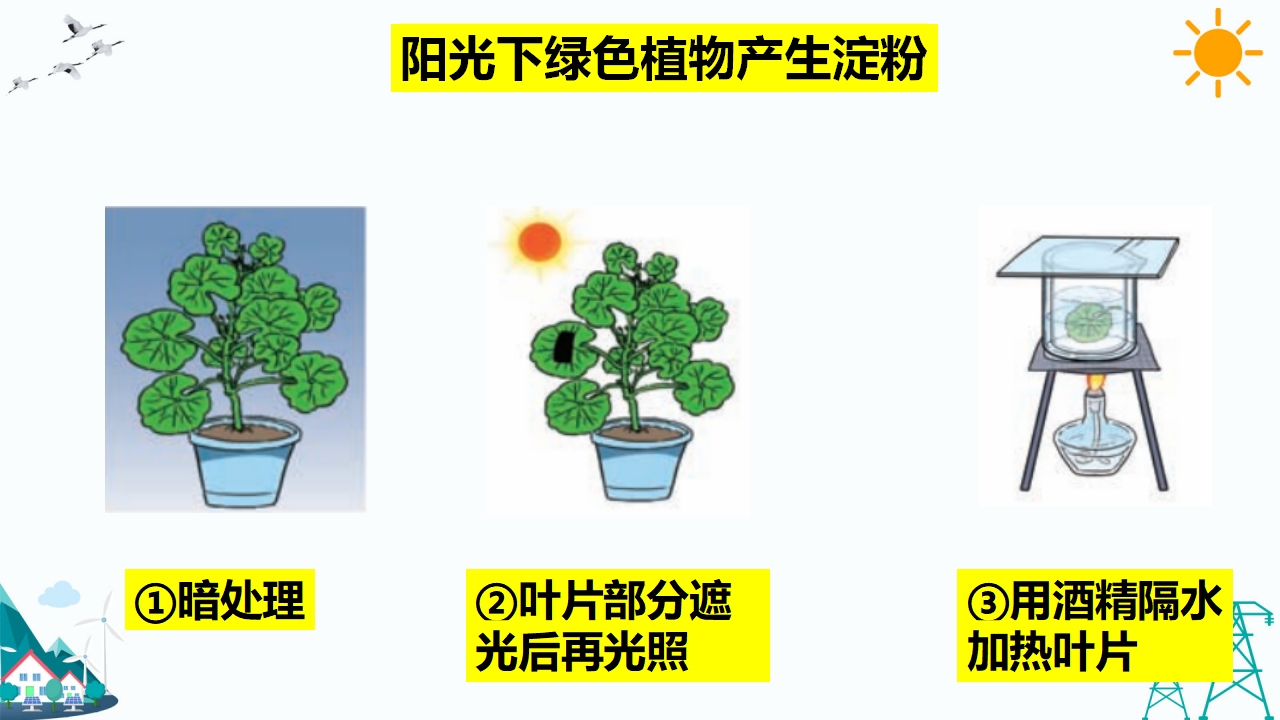 4.3 植物的“食物” 教学课件_09.png
