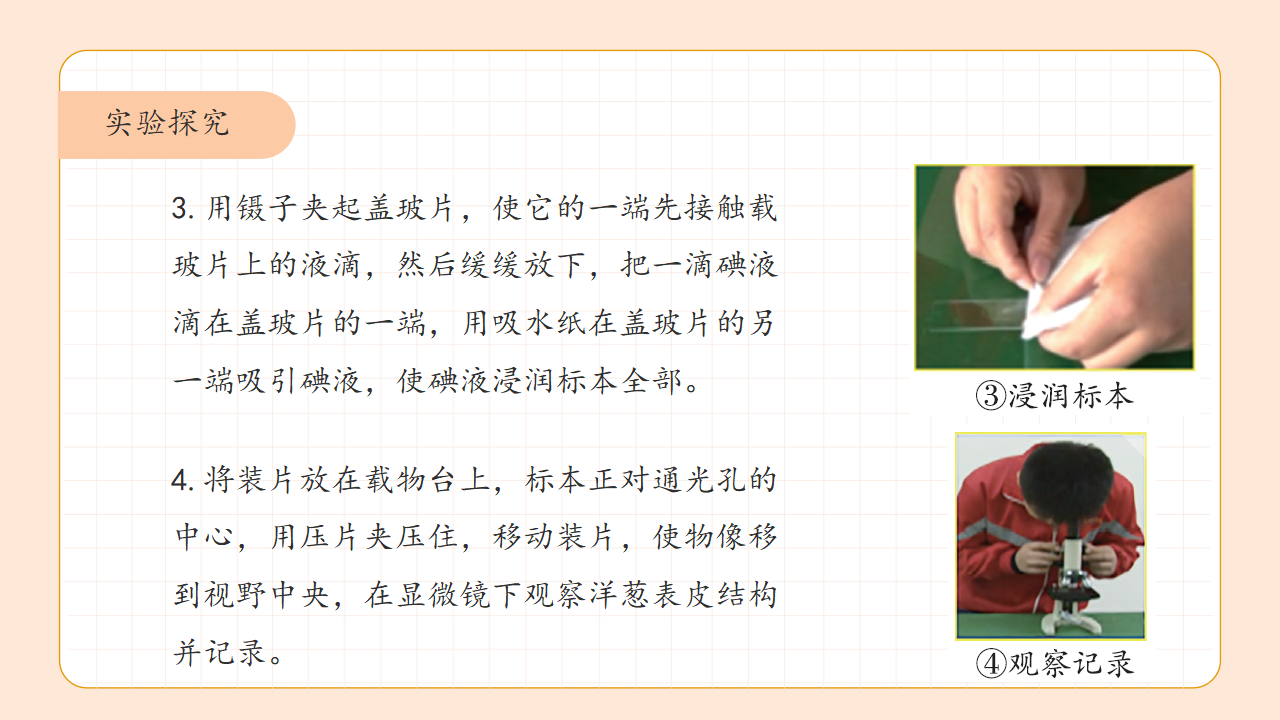第1课 显微镜下的细胞（教学课件）六年级科学上册同步高效课堂系列（大象版）_18.png