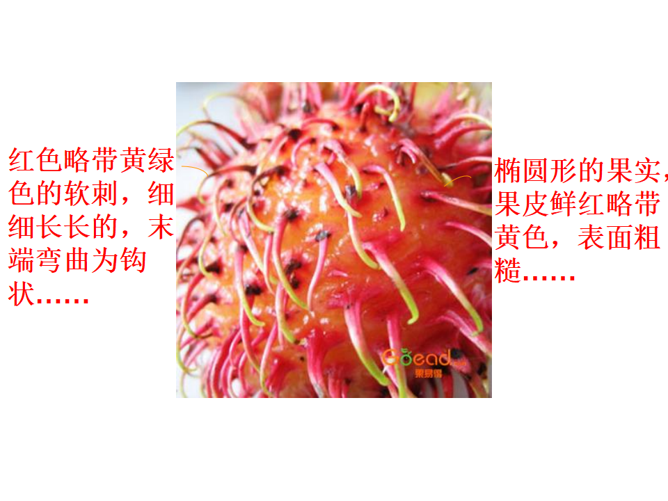 一年级上册科学课件-5 感官总动员-苏教版 共16张PPT_08.png