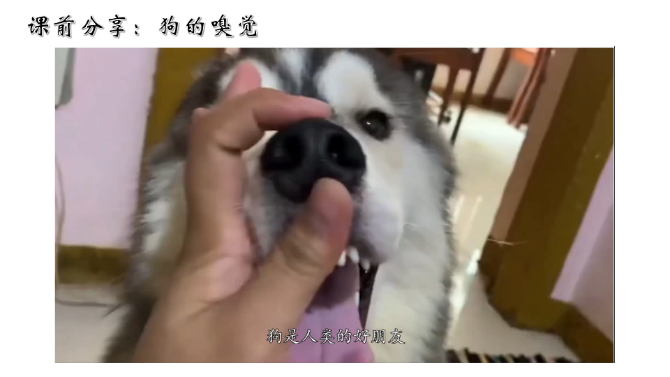 1《认识感官》课件-2024-2025学年科学一年级上册苏教版_01.png
