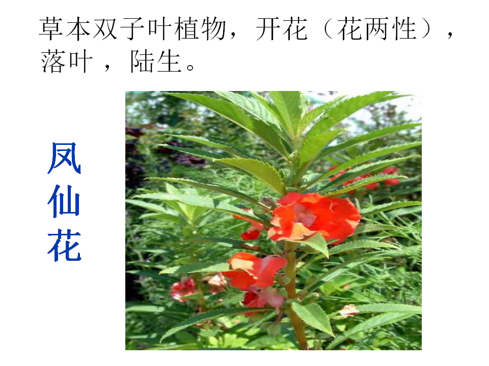 一年级下册科学课件-11多姿多彩的植物｜苏教版共15张PPT_05.png