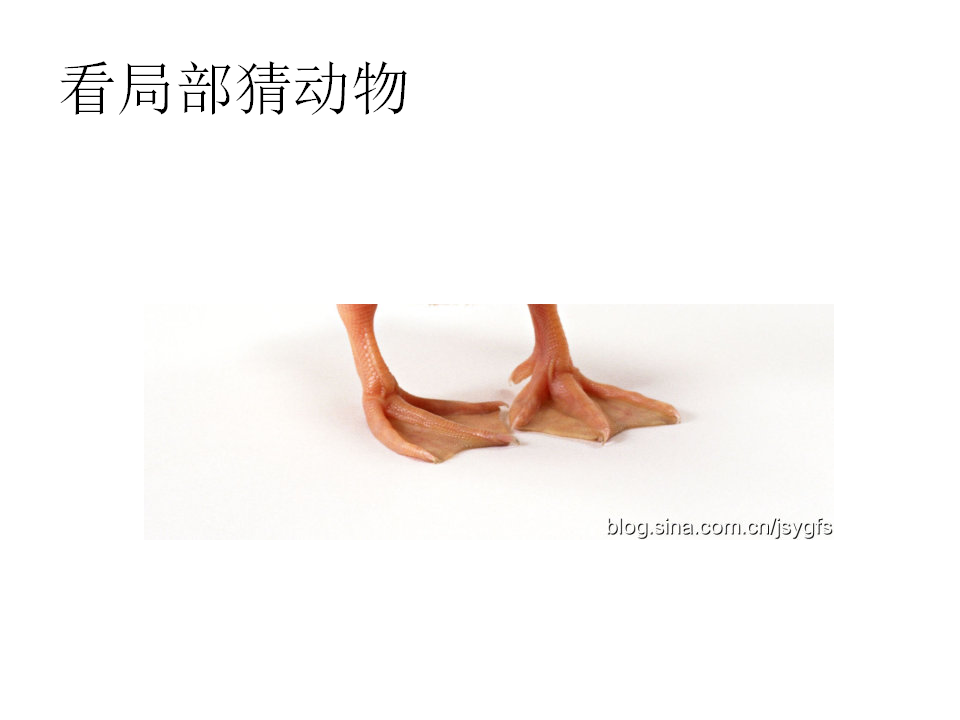 一年级下册科学课件-10形形色色的动物｜苏教版共40张PPT_15.png