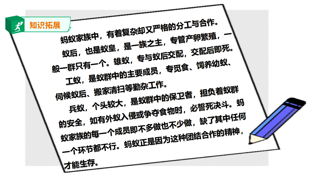 苏教版-科学 二下8 养蚂蚁-课件_19.png