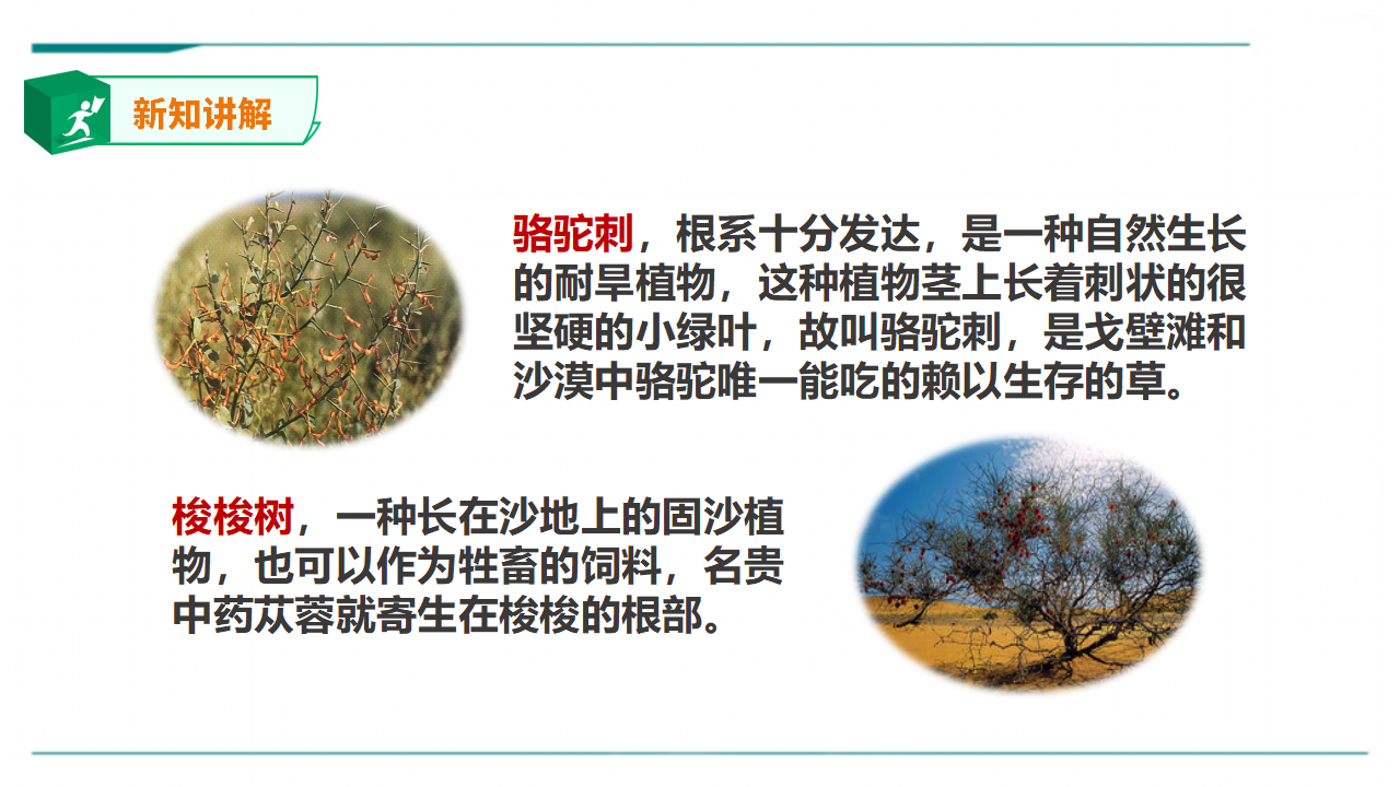 苏教版（2019）科学三年级下2.6《沙漠中的植物》课件_06.png