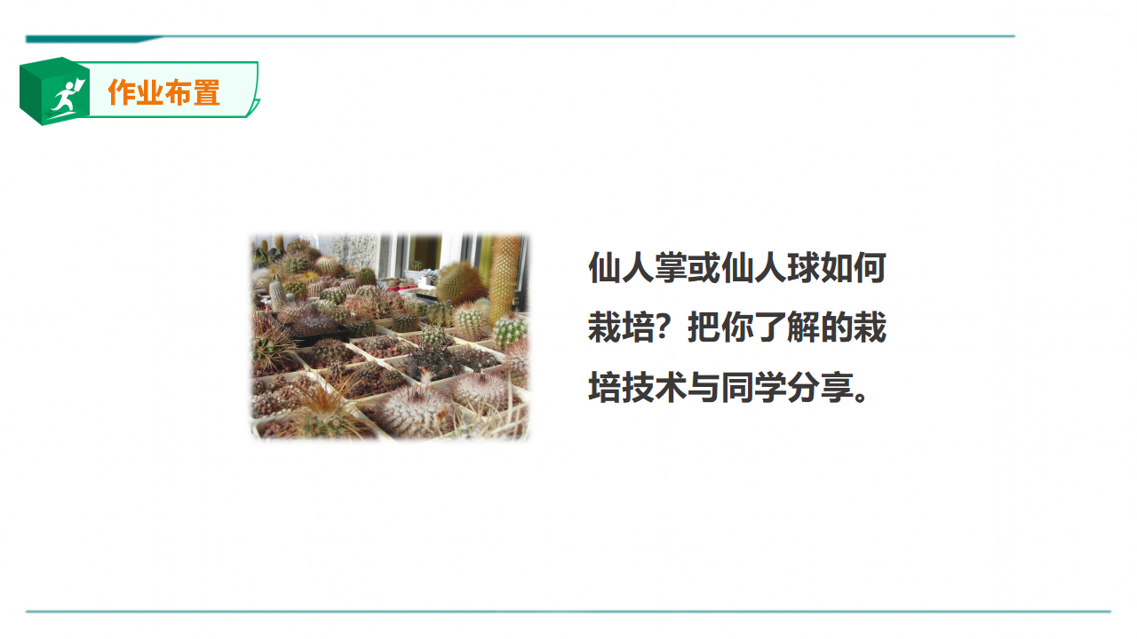 苏教版（2019）科学三年级下2.6《沙漠中的植物》课件_23.png