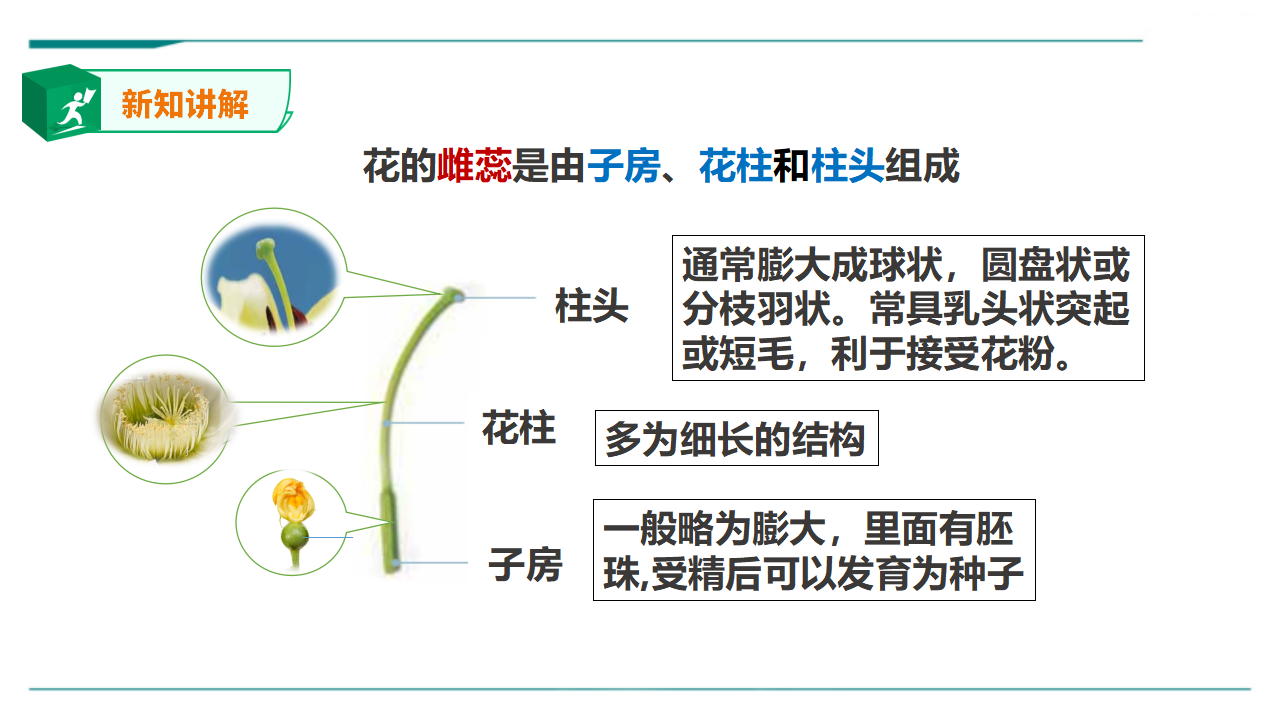 苏教版（2019）科学三年级下1.3《植物开花了》课件_05.png