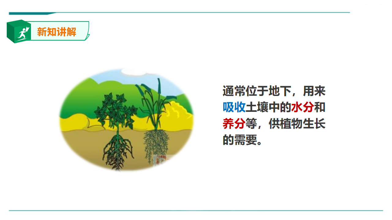 苏教版（2019）科学三年级下1.2《幼苗长大了》课件 教案 练习 素材_10.png