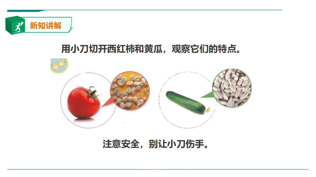 苏教版（2019）科学三年级下1.1《种子发芽了》课件_05.png