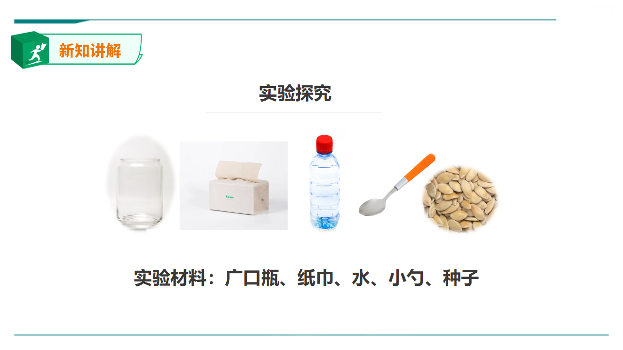 苏教版（2019）科学三年级下1.1《种子发芽了》课件_15.png