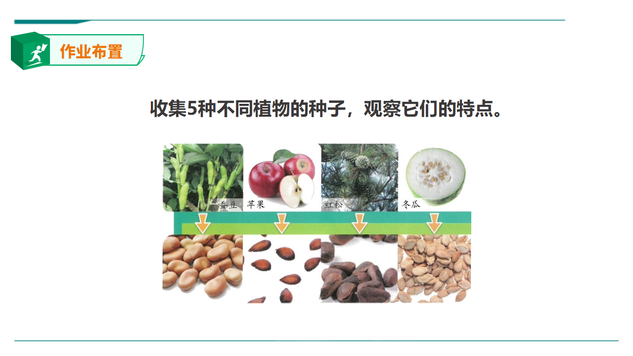 苏教版（2019）科学三年级下1.1《种子发芽了》课件_26.png