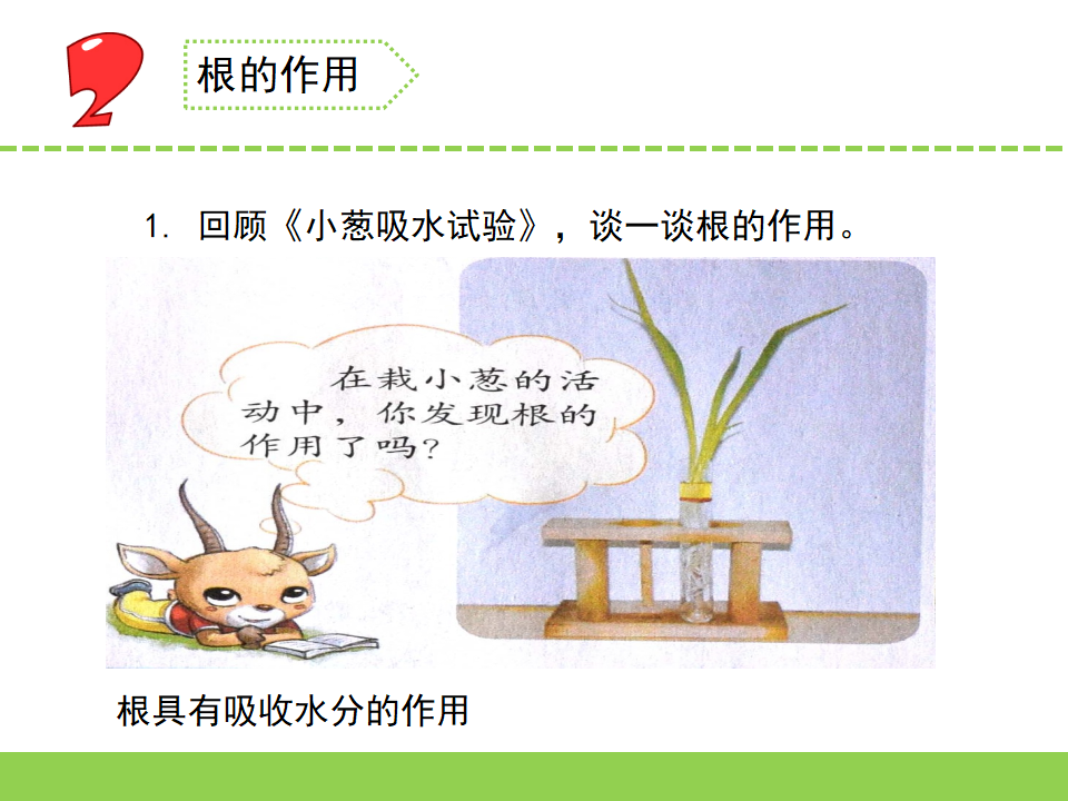 三年级下册科学课件-2.幼苗长大了  苏教版共11张PPT_08.png
