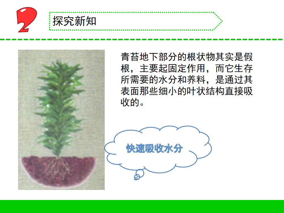 三年级下册科学课件-  8.石头上的植物     苏教版共10张PPT_05.png