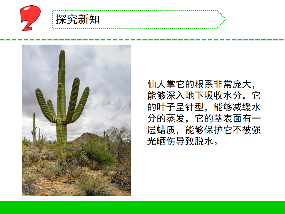 三年级下册科学课件-  8.石头上的植物     苏教版共10张PPT_09.png