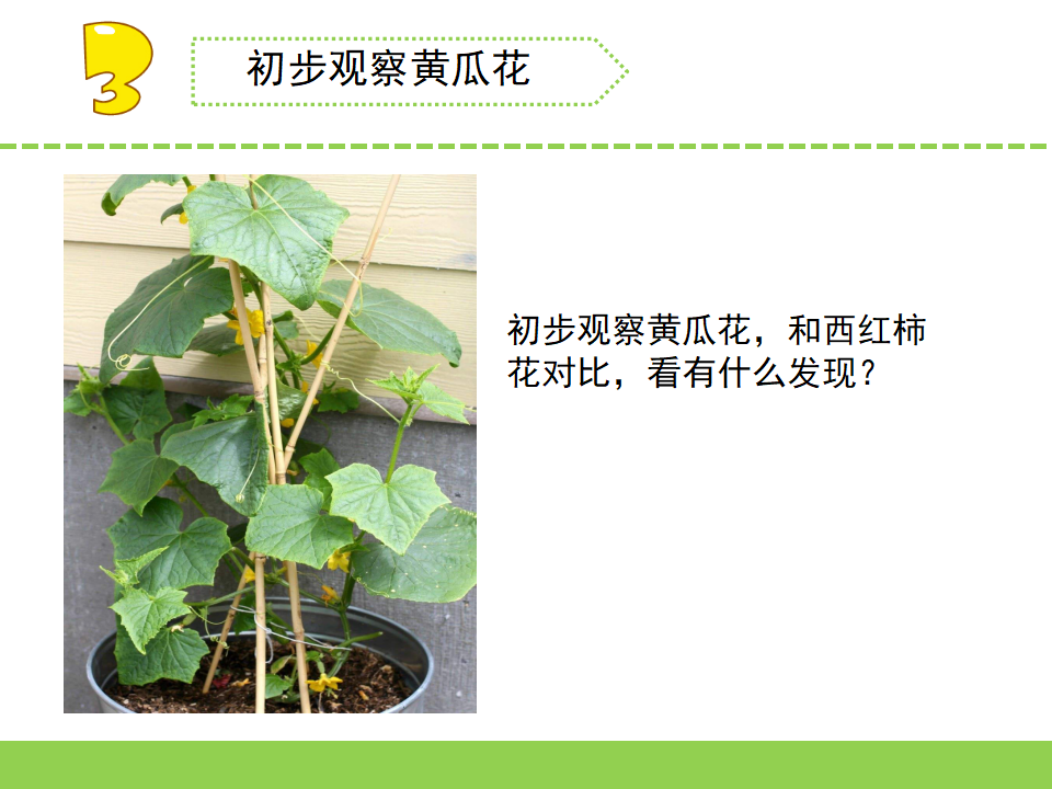 三年级下册科学课件 - 3.植物开花了      苏教版共20张PPT_11.png
