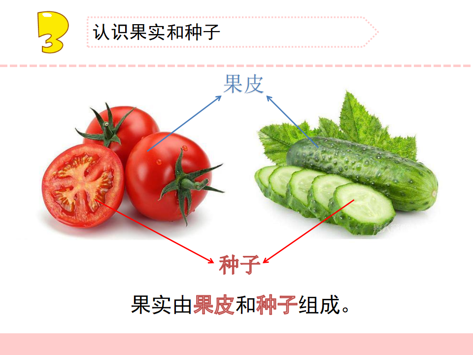 4.植物结果了 （福建  刘欣吉）（第一课时）_10.png