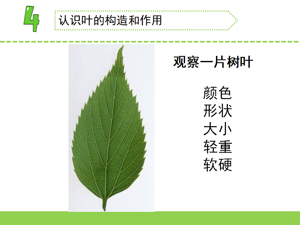 2.幼苗长大了（江苏  朱燕萍）（第二课时）_14.png