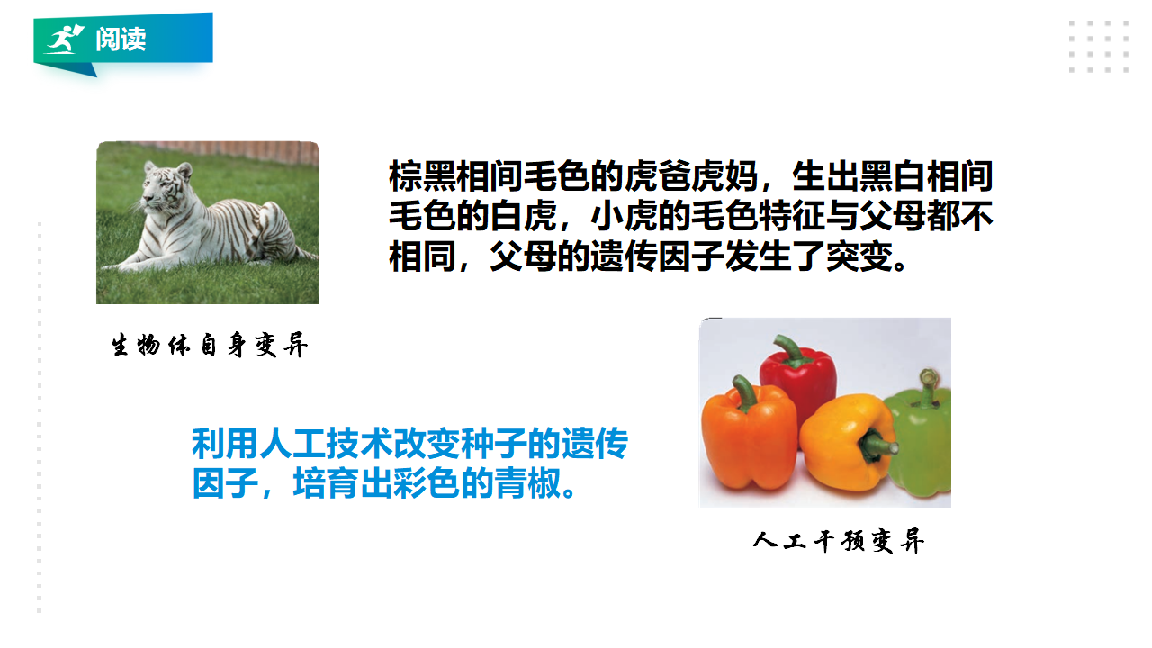 2.7《寻找遗传与变异的秘密》课件（28张PPT）_14.png