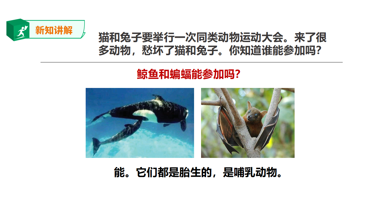 1.4《哺乳动物》课件（32张PPT）_07.png