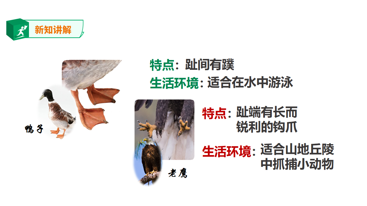 1.3《鸟类》课件（33张PPT）_23.png