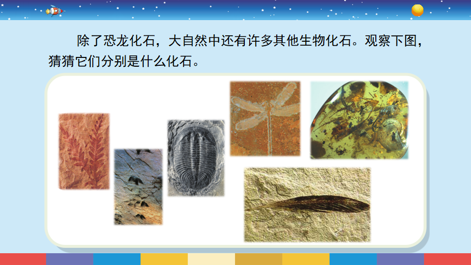 苏教版六年级上册科学 9化石告诉我们什么 （课件17ppt）_04.png