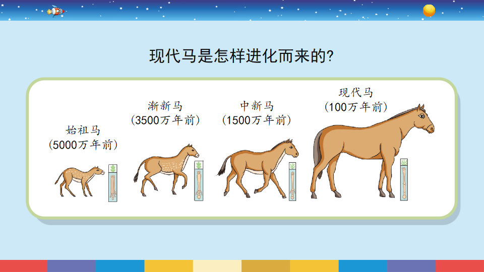 苏教版六年级上册科学 9化石告诉我们什么 （课件17ppt）_13.png