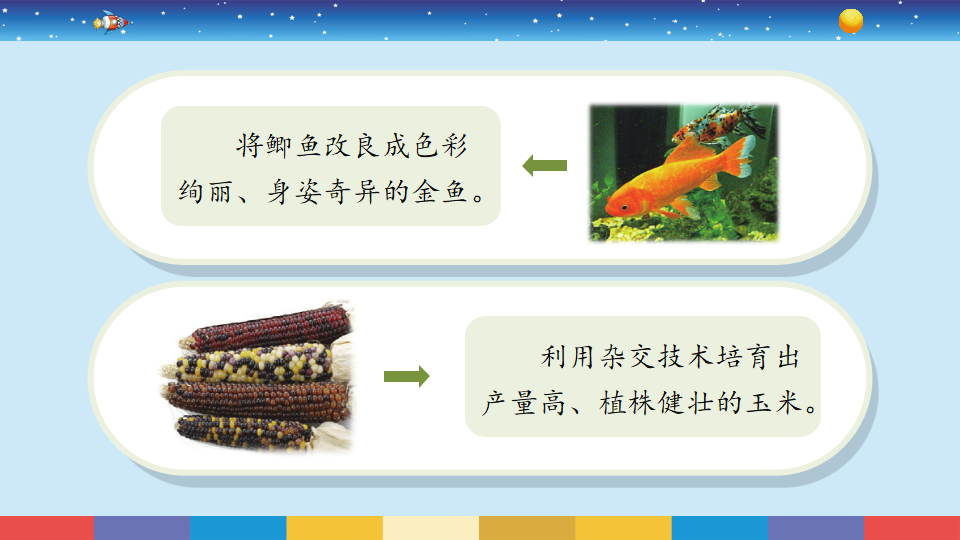 苏教版六年级上册科学 7寻找遗传与变异的秘密 （课件15ppt）_12.png