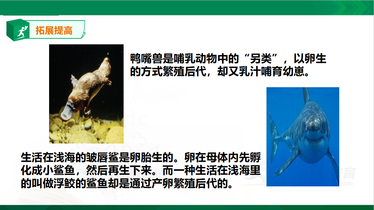 4.14《动物的繁殖》课件_28.png