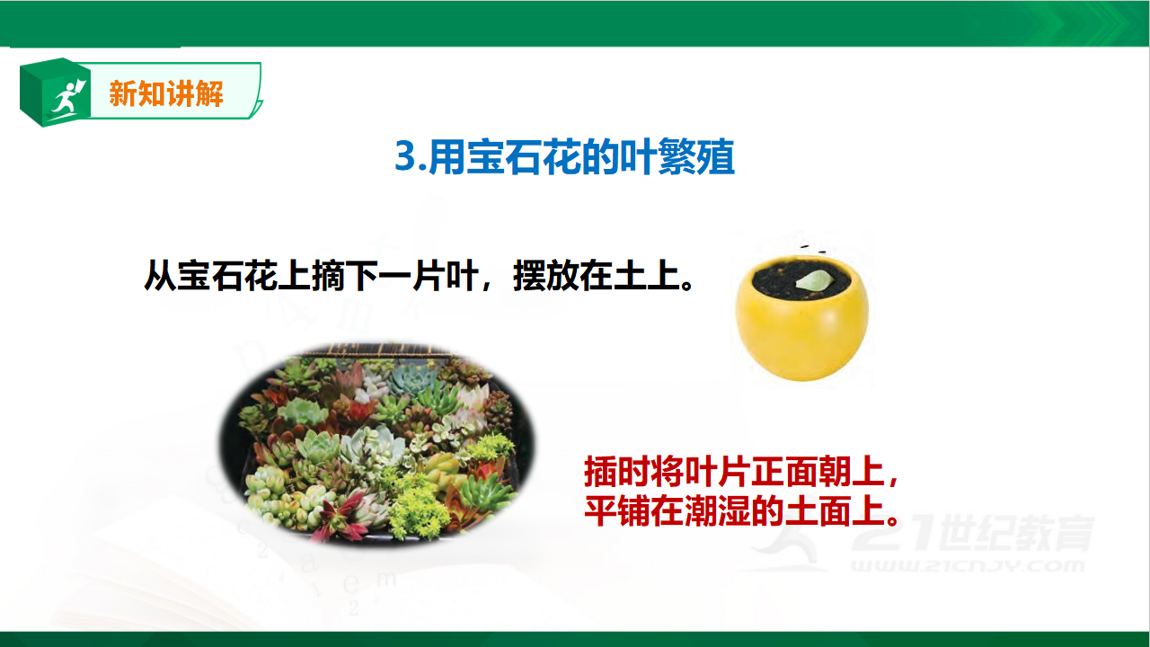 4.13《用根、茎、叶繁殖》课件_15.png