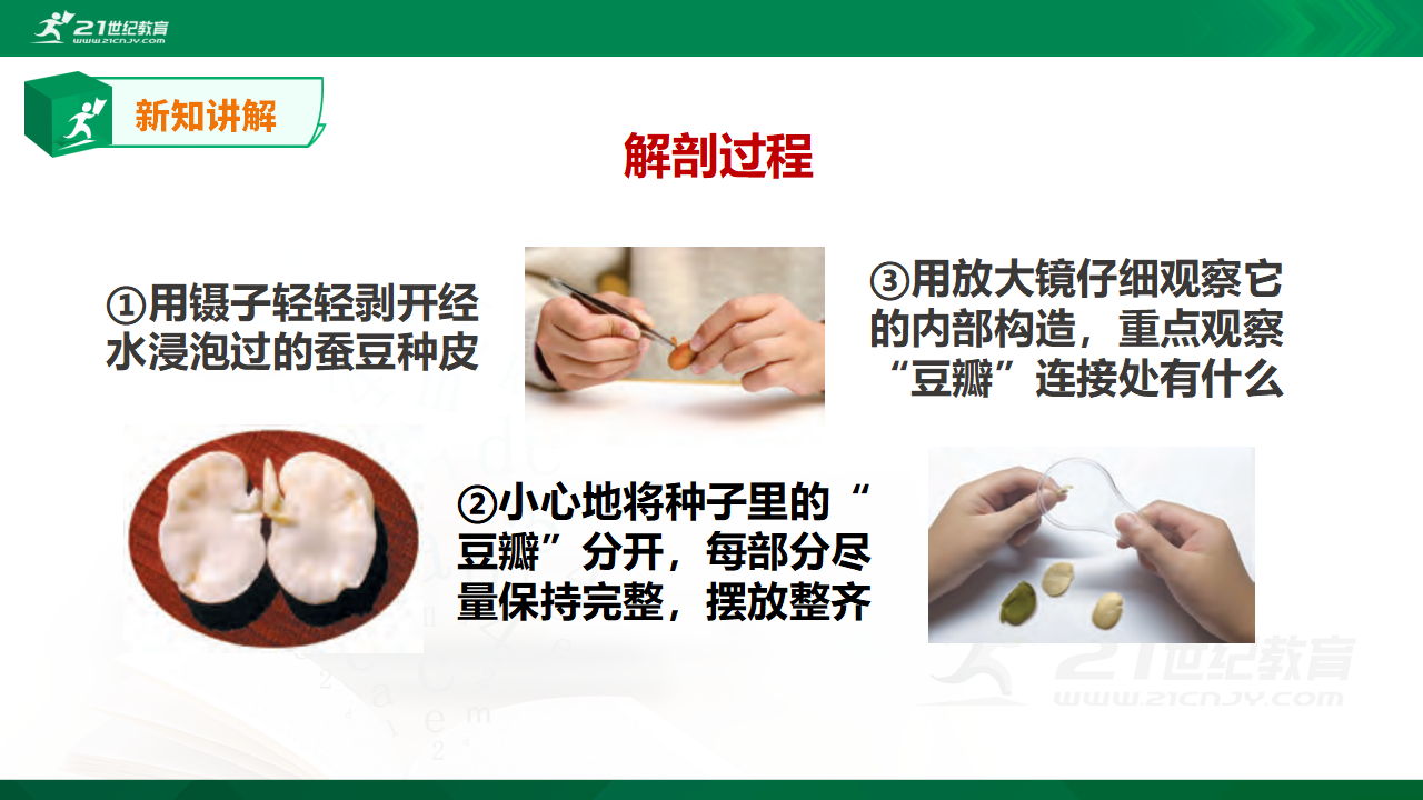 4.12《用种子繁殖》课件_06.png