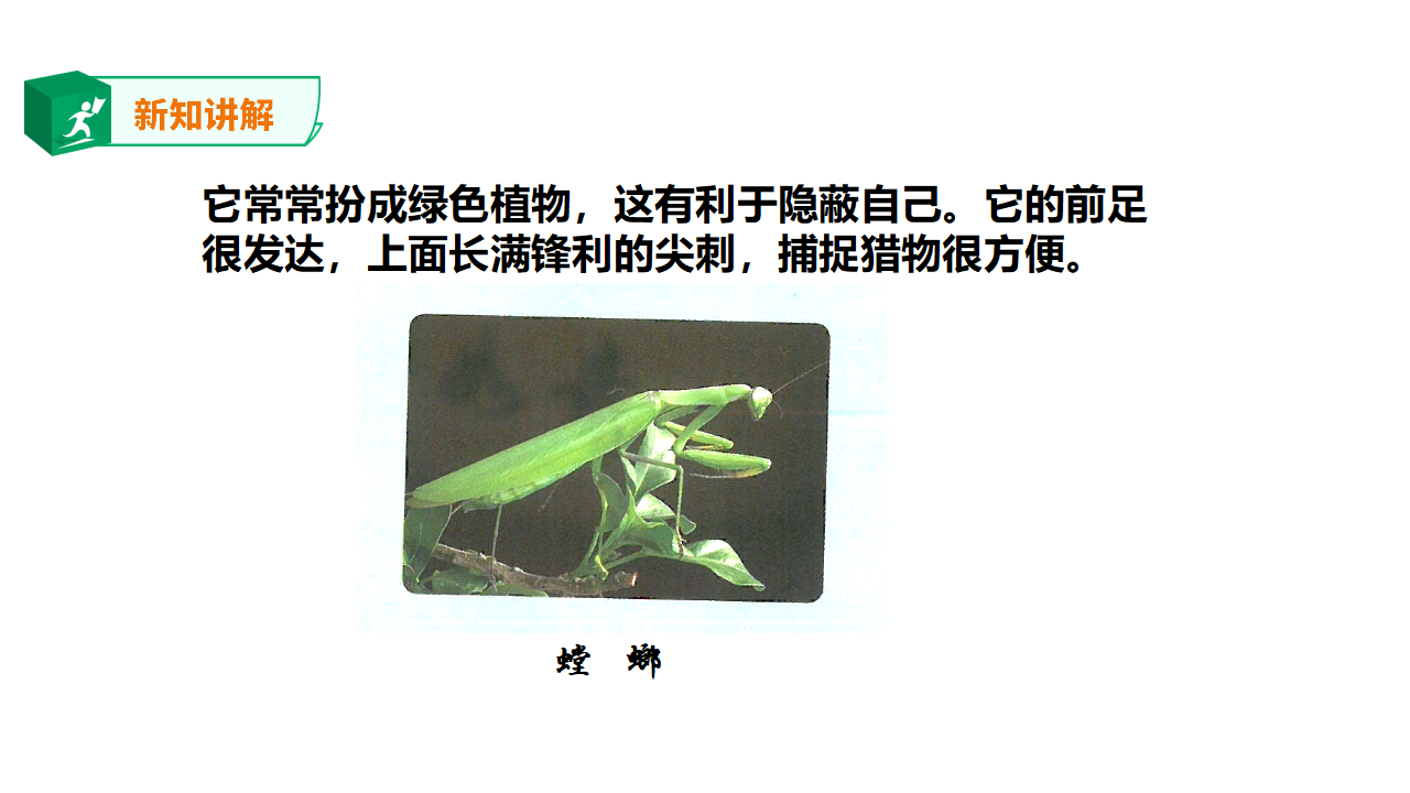 3.9《庞大的“家族”》课件_21.png