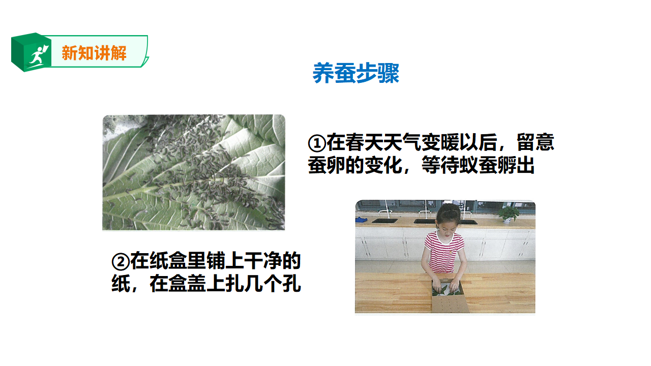 3.10《养昆虫》课件_06.png