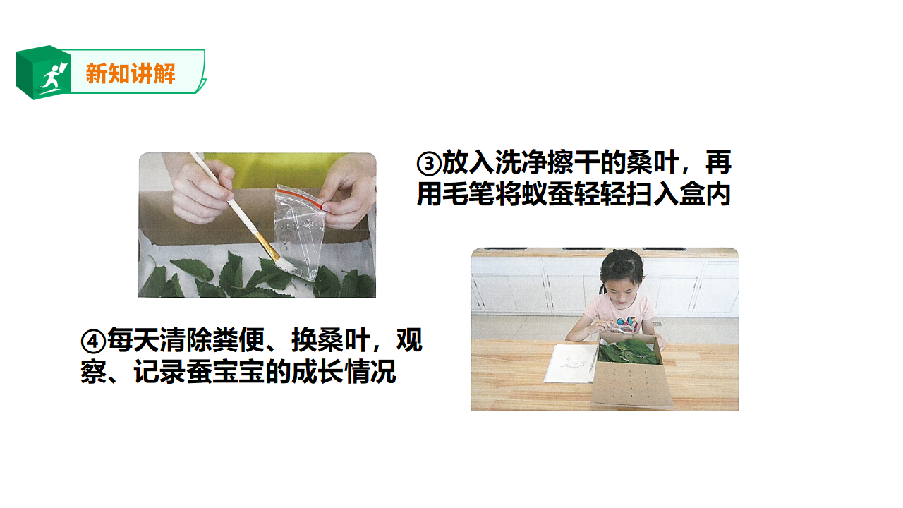 3.10《养昆虫》课件_07.png