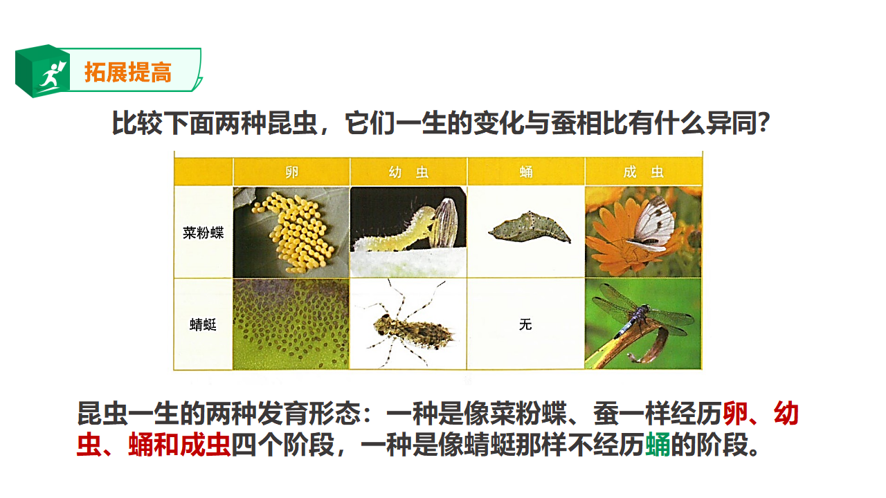 3.10《养昆虫》课件_35.png