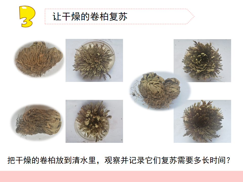 8.石头上的植物（福建  陈景生）_19.png