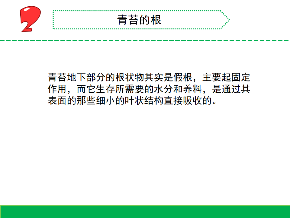 8.石头上的植物（山东  程艳丽）_05.png