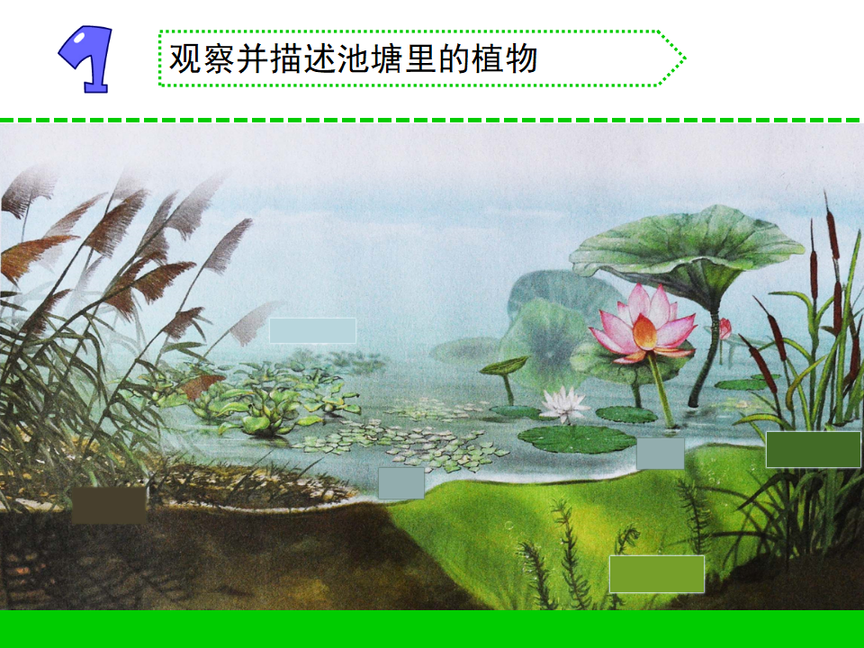7.水里的植物（贵州  朱莎）_02.png
